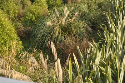 Austroderia fulvida, photographed by Tony Wills