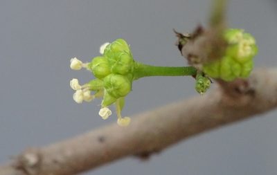 Streblus asper, photographed by renjus box