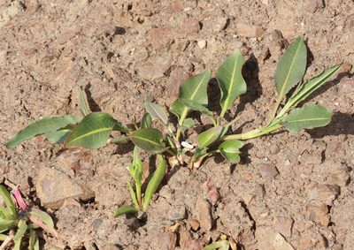 Rumex crassus, photographed by Scott Loarie