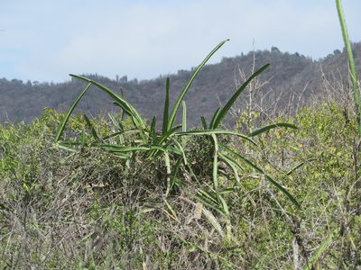 Selenicereus monacanthus, photographed by Jens-Christian Svenning
