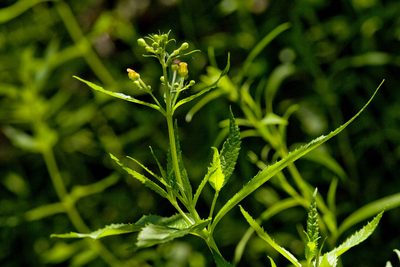 Scrophularia montana, photographed by Cecelia Alexander