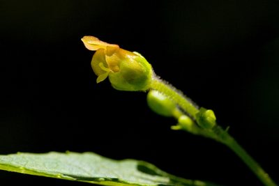 Scrophularia montana, photographed by Cecelia Alexander