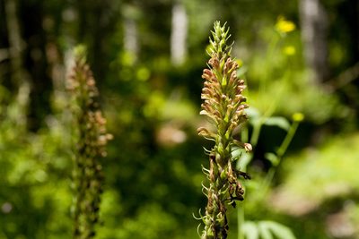 Pedicularis procera, photographed by Cecelia Alexander