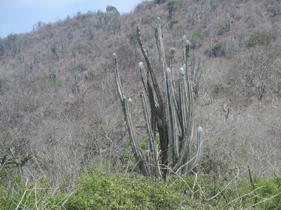 Pilosocereus lanuginosus, photographed by Jens-Christian Svenning
