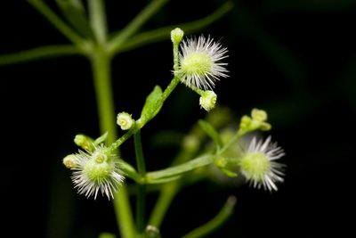 Trichogalium fendleri, photographed by Cecelia Alexander