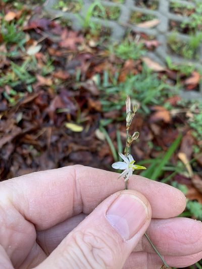 Chlorophytum saundersiae, photographed by Dave Richardson