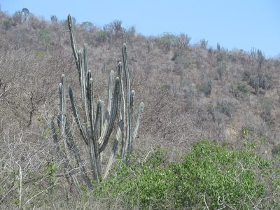 Pilosocereus lanuginosus, photographed by Jens-Christian Svenning