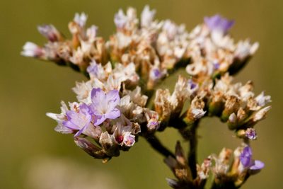 Limonium limbatum, photographed by Cecelia Alexander