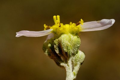 Hymenopappus biennis, photographed by Cecelia Alexander