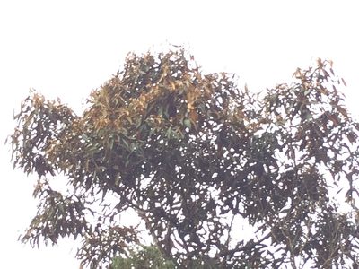 Nectandra oppositifolia, photographed by B. Phalan