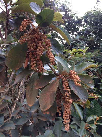 Clethra scabra, photographed by B. Phalan