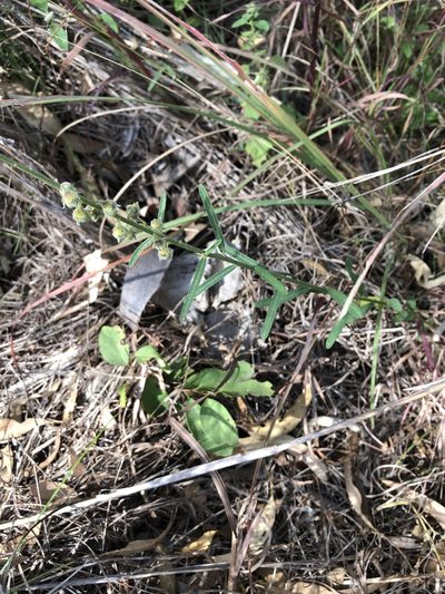 Crotalaria montana, photographed by elawrey