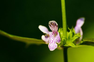 Stachys tenuifolia, photographed by Cecelia Alexander