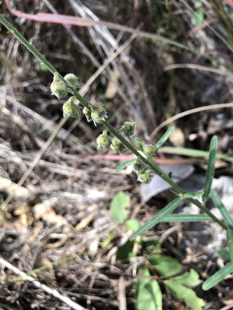 Crotalaria montana, photographed by elawrey