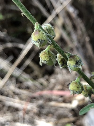 Crotalaria montana, photographed by elawrey