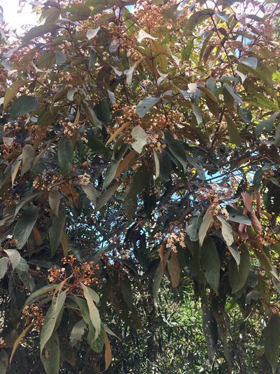 Nectandra oppositifolia, photographed by B. Phalan