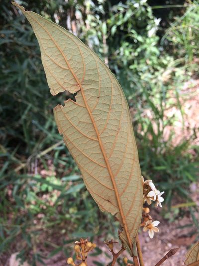 Nectandra oppositifolia, photographed by B. Phalan