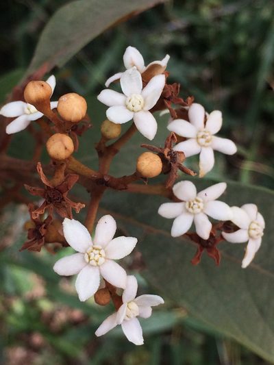 Nectandra oppositifolia, photographed by B. Phalan