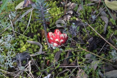 Cytinus ruber, photographed by Fabien Piednoir