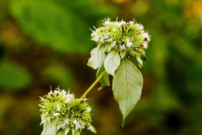 Pycnanthemum incanum, photographed by Cecelia Alexander