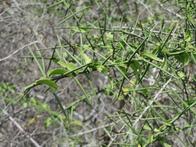 Scutia spicata, photographed by Jens-Christian Svenning