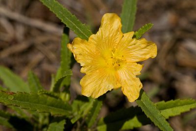 Sida neomexicana, photographed by Cecelia Alexander