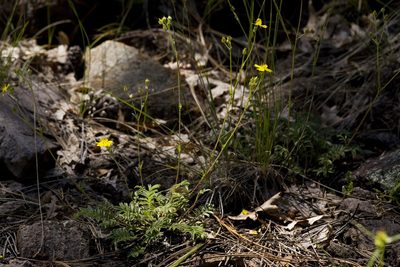 Potentilla crinita, photographed by Cecelia Alexander