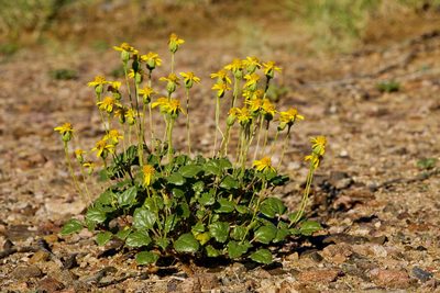 Bartlettia scaposa, photographed by Cecelia Alexander