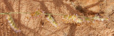 Urochloa serrata, photographed by Henry de Lange