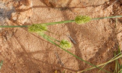 Cyperus uitenhagensis, photographed by Henry de Lange