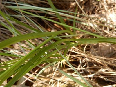 Cyperus uitenhagensis, photographed by Henry de Lange