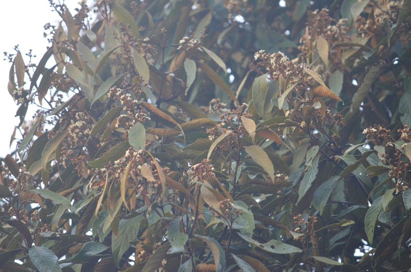 Nectandra oppositifolia, photographed by B. Phalan