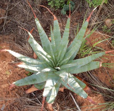 Aloe pretoriensis, photographed by Henry de Lange