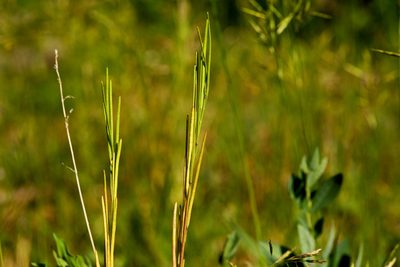 Boechera angustifolia, photographed by Cecelia Alexander
