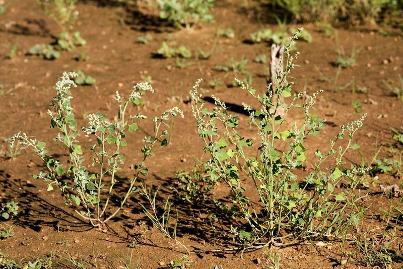 Chenopodium neomexicanum, photographed by Cecelia Alexander