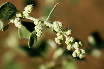 Chenopodium neomexicanum, photographed by Cecelia Alexander