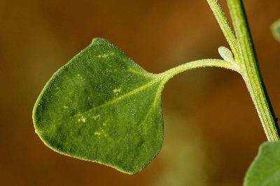 Chenopodium neomexicanum, photographed by Cecelia Alexander