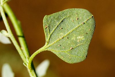Chenopodium neomexicanum, photographed by Cecelia Alexander