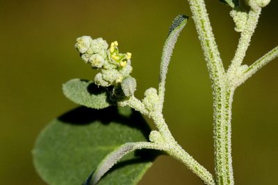 Chenopodium neomexicanum, photographed by Cecelia Alexander