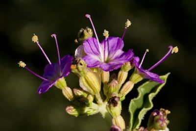 Acleisanthes chenopodioides, photographed by Cecelia Alexander
