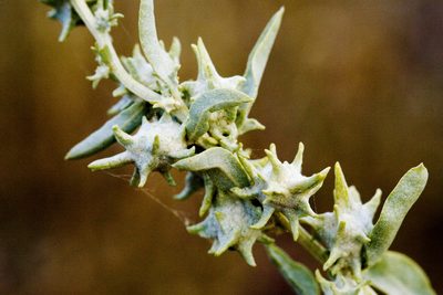 Atriplex acanthocarpa, photographed by Cecelia Alexander