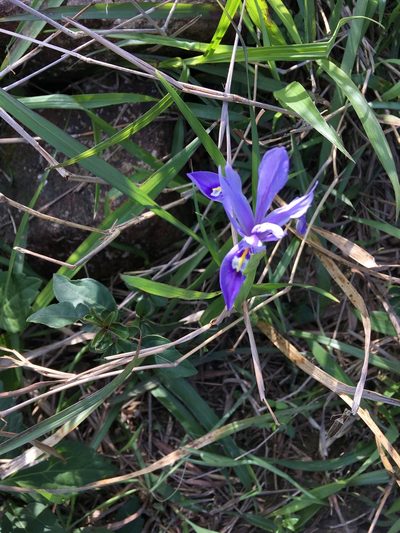 Iris speculatrix, photographed by Yj