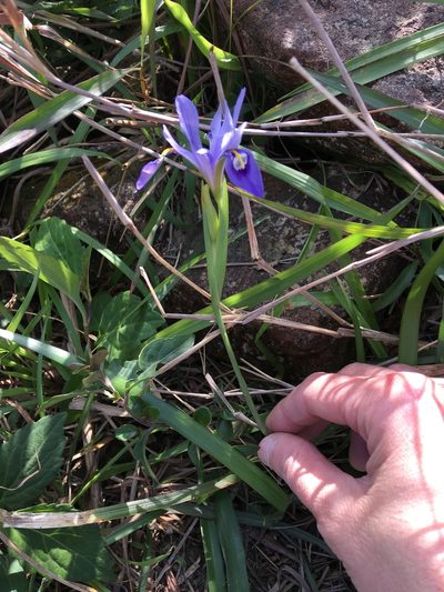 Iris speculatrix, photographed by Yj