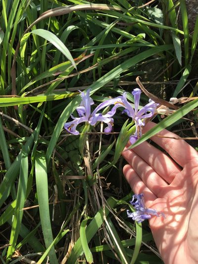 Iris speculatrix, photographed by Yj