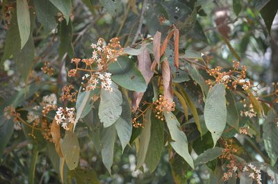 Nectandra oppositifolia, photographed by B. Phalan