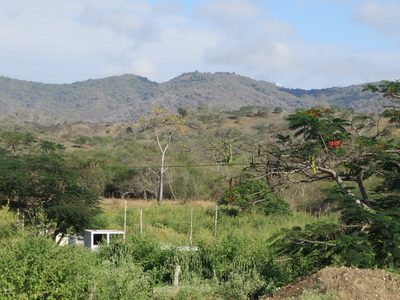 Ceiba trischistandra, photographed by Jens-Christian Svenning