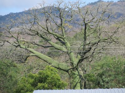 Ceiba trischistandra, photographed by Jens-Christian Svenning