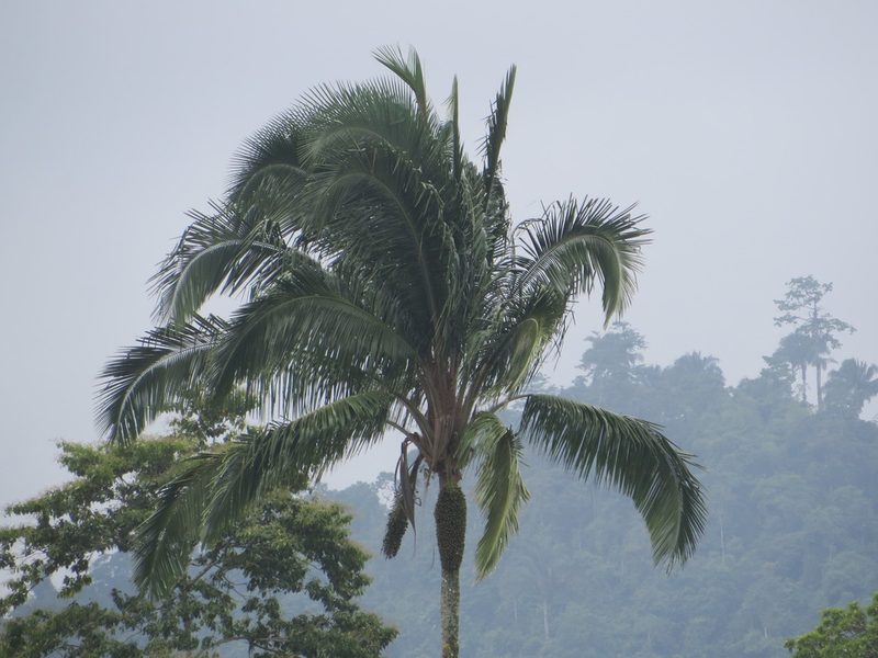 Attalea colenda, photographed by Jens-Christian Svenning