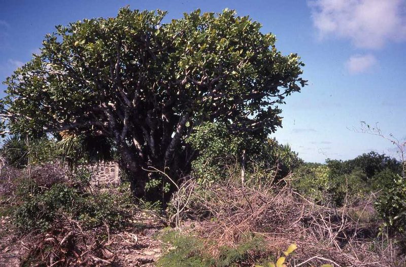 Polyscias maraisiana, photographed by Simon Tonge