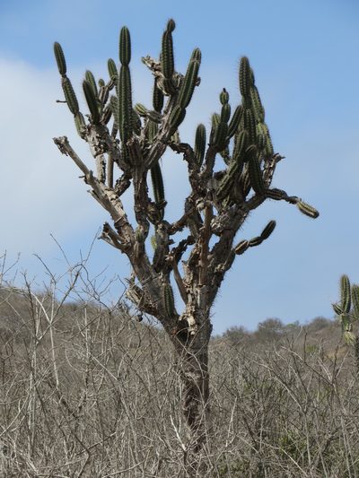 Armatocereus cartwrightianus, photographed by Jens-Christian Svenning